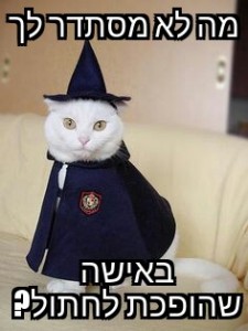 תמונת החתול: sigalonoddities.soup המם: קהילת המעריצים
